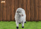 Naturalnej wielkości biały kolor Polyresin figurki zwierząt Dolly owiec rzeźby Garden Decor