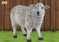 Figurki zwierząt Dolly Sheep Polyresin